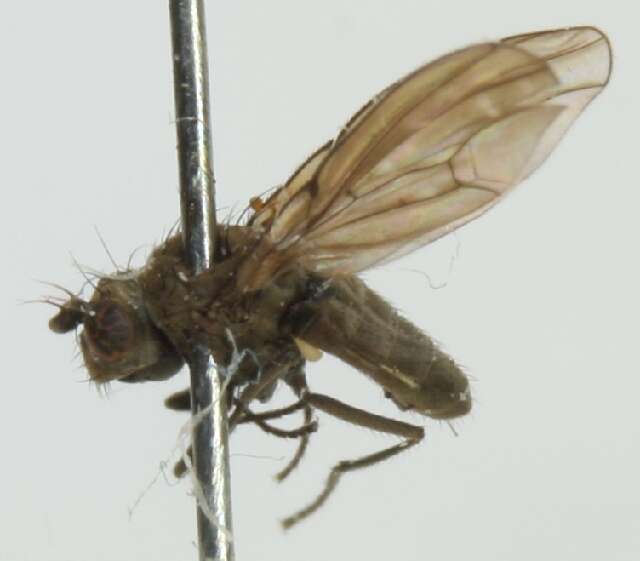 Image of Shore fly