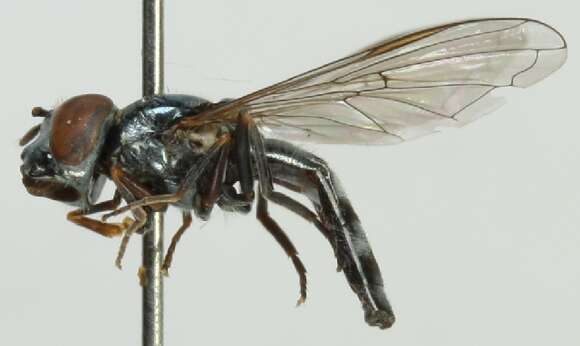 Image of Platycheirus varipes Curran 1923