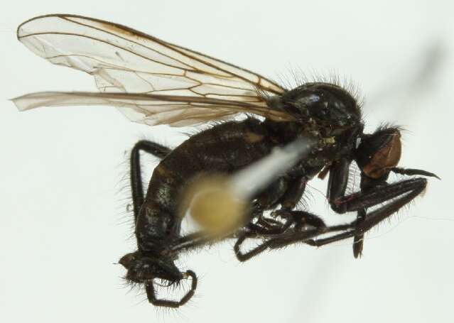 Image de Rhamphomyia hirtula Zetterstedt 1842