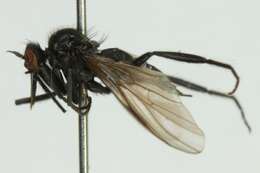 Image de Rhamphomyia hirtula Zetterstedt 1842