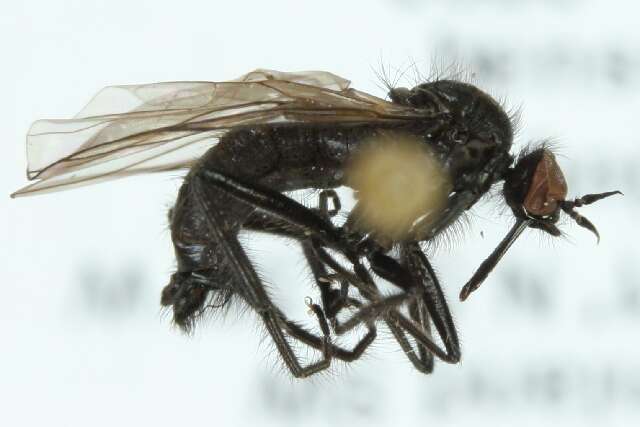 Image de Rhamphomyia hirtula Zetterstedt 1842