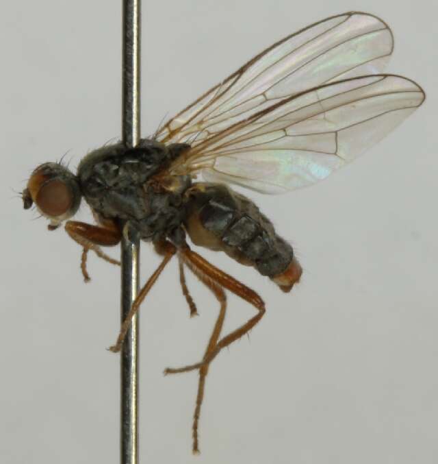 Microprosopa haemorrhoidalis (Meigen 1826)的圖片