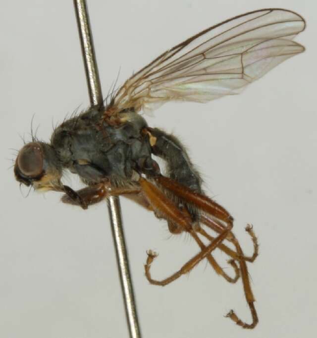 Microprosopa haemorrhoidalis (Meigen 1826)的圖片