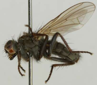 Image of Scathophaga litorea (Fallen 1819)