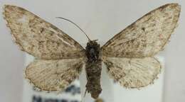 Image of Eupithecia gelidata Möschler 1860