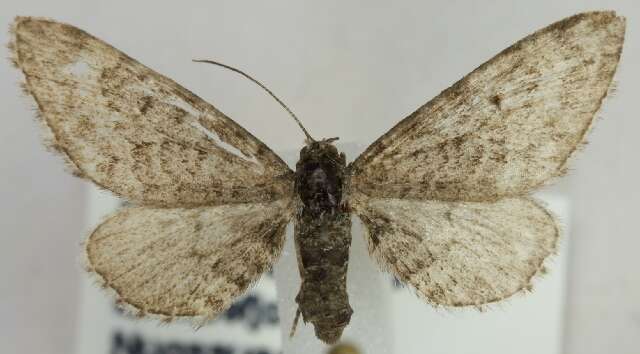 Image of Eupithecia gelidata Möschler 1860