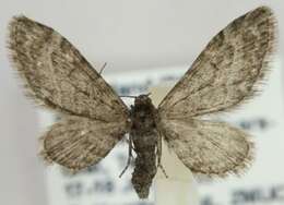 Image of Eupithecia gelidata Möschler 1860