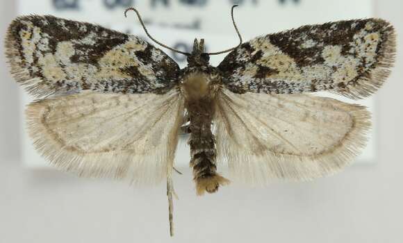 Image of Acleris arcticana Guenée 1845