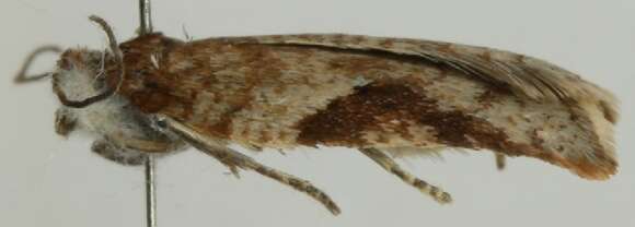 Acleris caryosphena Meyrick 1937的圖片