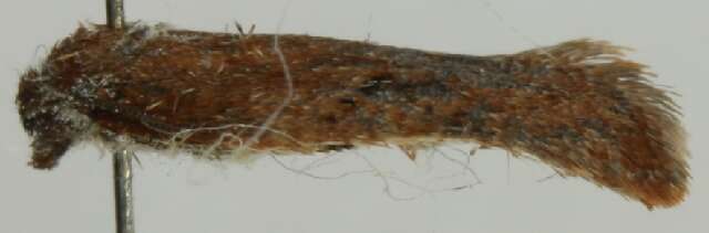 Image of Acleris caryosphena Meyrick 1937