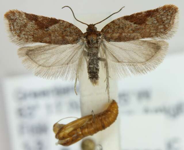 Image of Acleris caryosphena Meyrick 1937