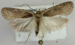 Image of Agonopterix antennariella Clarke 1941