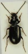 صورة Bembidion grapii Gyllenhal 1827