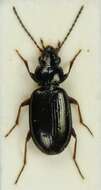 صورة Bembidion grapii Gyllenhal 1827