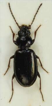 Imagem de Bembidion grapii Gyllenhal 1827