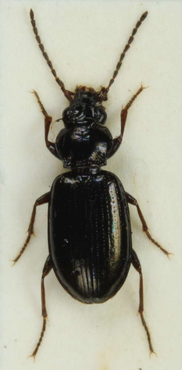 صورة Bembidion grapii Gyllenhal 1827