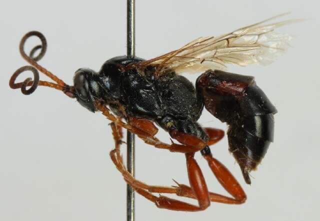 Image of Ichneumon lariae Curtis 1835