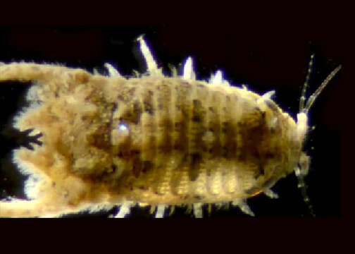 Image of Cilicaea Leach 1818