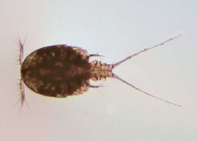 Image of Cyclopoid copepods