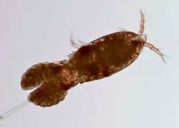 Image of Cyclopoid copepods