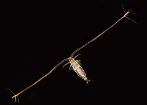 Image of Mecynocera Thompson I. C. 1888