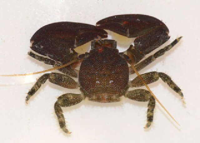 Image of Cabrillo porcelain crab