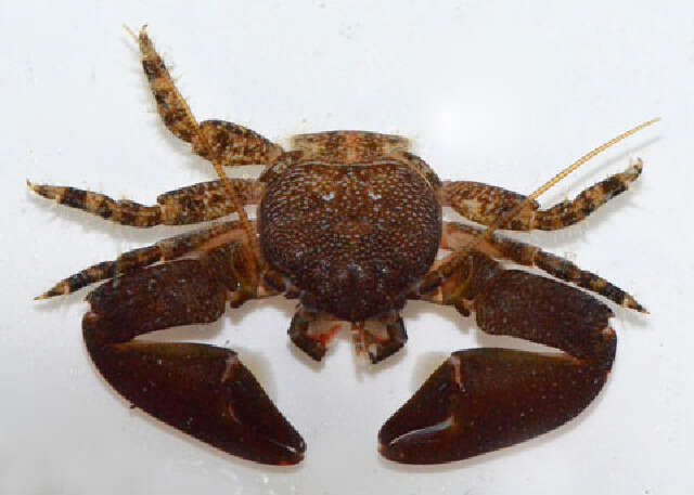 Image of Cabrillo porcelain crab