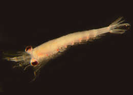 Image of North Pacific Krill