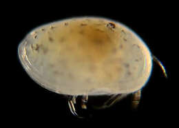 Image of oligostracan crustaceans