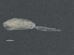 Image of Oithona similis Claus 1866