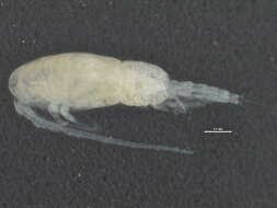 Image of <i>Paracalanus parvus</i>