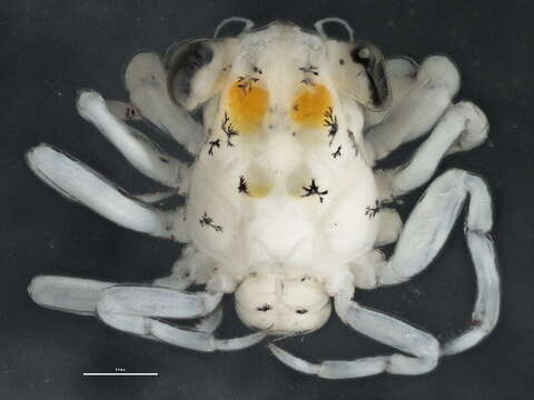 Image of striped shore crab