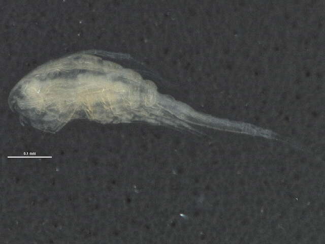 Image of Oithonidae