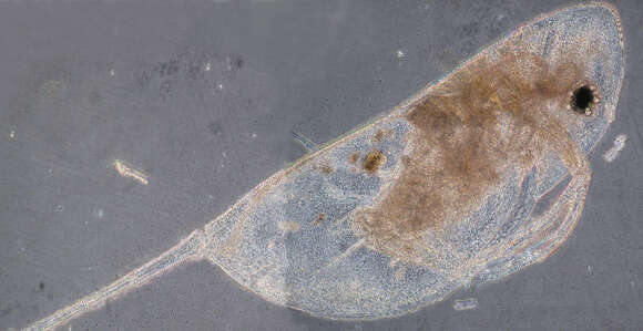 Image of Daphnia