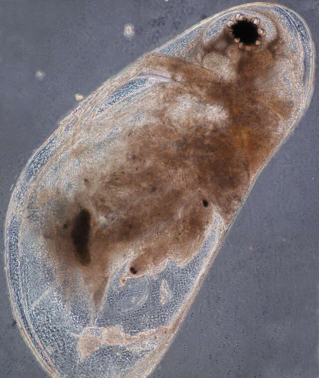 Image of Daphnia