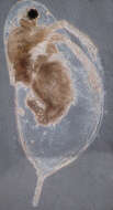 Image of Daphnia