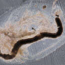 Image of Daphnia cf. pulex