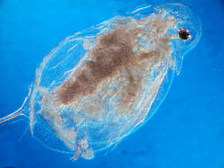 Image of Daphnia (Daphnia) laevis Birge 1879