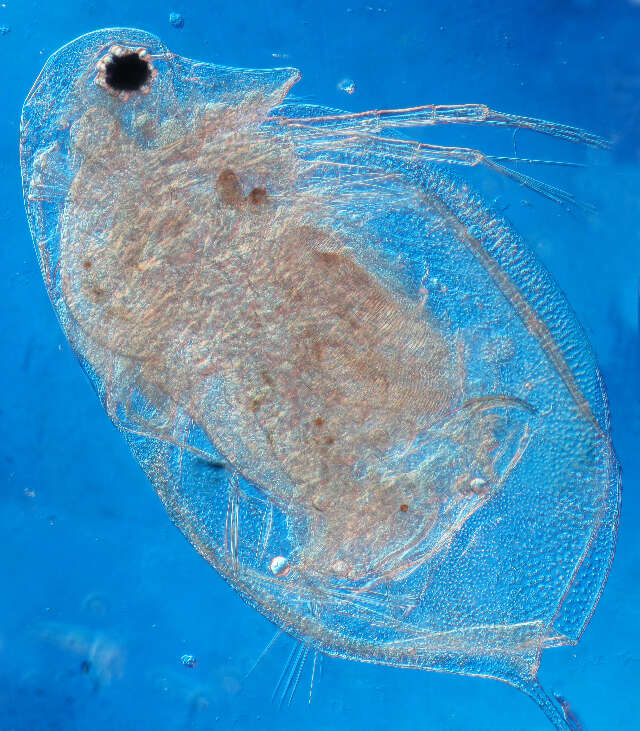 Image of Daphnia (Daphnia) laevis Birge 1879