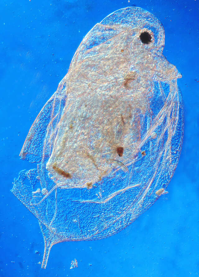 Image of Daphnia (Daphnia) laevis Birge 1879