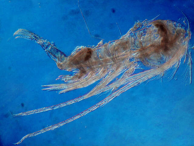 Image of Leptodiaptomus cuauhtemoci (Osorio-Tafall 1941)