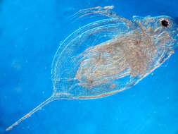 Image of Daphnia (Daphnia) laevis Birge 1879