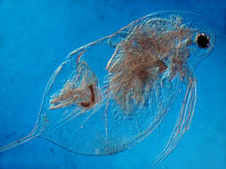 Image of Daphnia (Daphnia) laevis Birge 1879