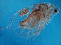 Image of Daphnia (Daphnia) laevis Birge 1879