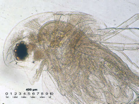 Image of Daphnia cf. pulex