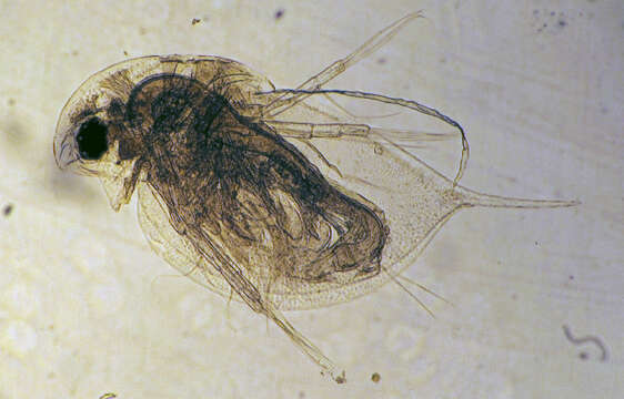 Image of Daphnia cf. pulex