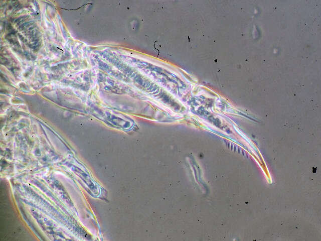 Image of Mastigodiaptomus cf. albuquerquensis