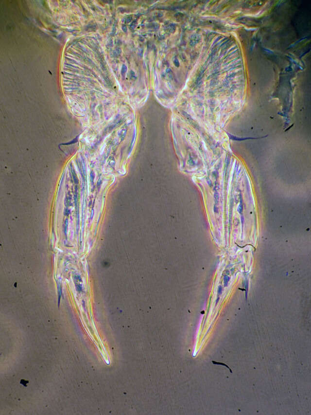 Image of Leptodiaptomus garciai