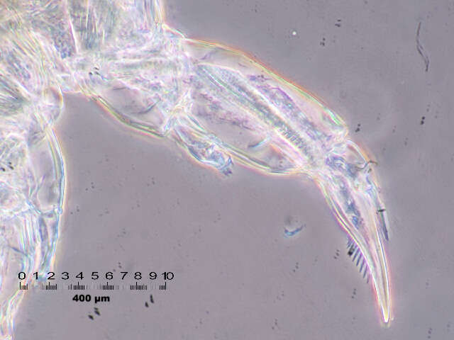 Image of Mastigodiaptomus cf. albuquerquensis