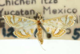 صورة Pseudopyrausta marginalis Dyar 1914